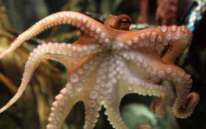Paul had het slechts één keer eerder fout: in een finale. Dus laten we het zo zeggen dat de octopus het nooit fout had. Tijdens de finale wijst hij gewoon de verliezer aan, niet de winnaar. Paul had het slechts één keer eerder fout: in een finale. Dus laten we het zo zeggen dat de octopus het nooit fout had. Tijdens de finale wijst hij gewoon de verliezer aan, niet de winnaar.